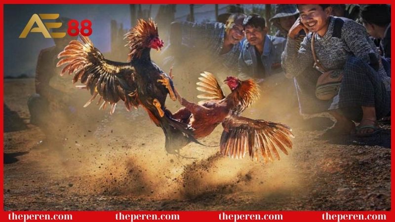 Đá gà cựa dao là gì? Phương pháp bắt kèo hiệu quả cao 6 Hướng dẫn cách chơi gà đá cựa dao
