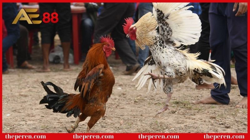 Đá gà đòn là gì? Hình thức cá cược đầy hấp dẫn cho sư kê 7 Những lưu ý khi chơi đá gà đòn?
