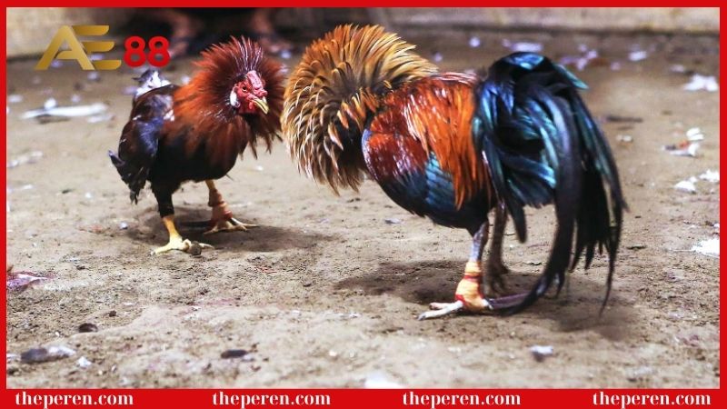 Đá gà cựa dao là gì? Phương pháp bắt kèo hiệu quả cao 5 Tìm hiểu đá gà cựa dao là gì?